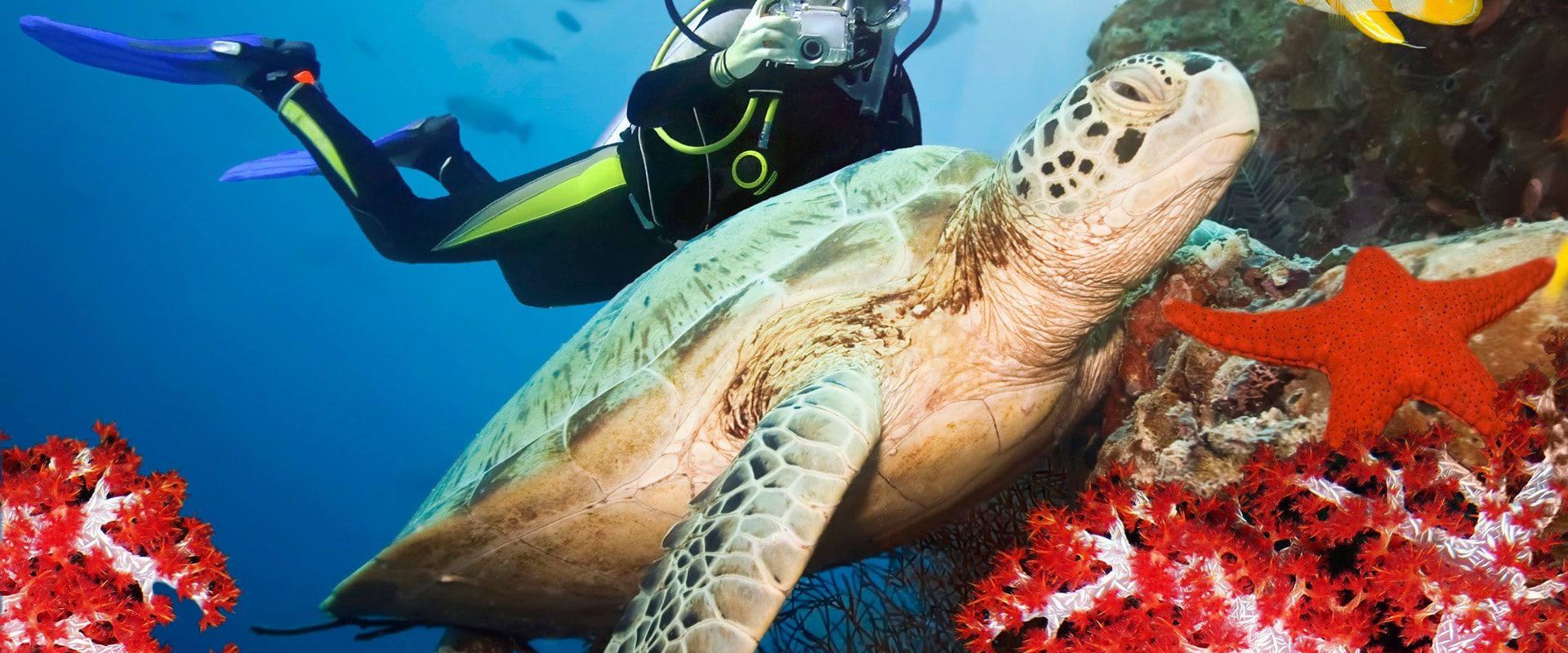 photodune-518950-green-turtle-underwater-m